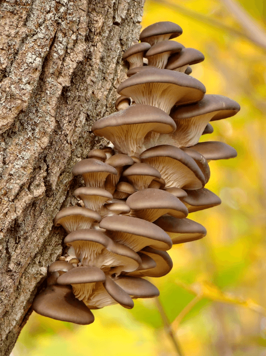 심마니들 직송! 지리산 명품 버섯 3000개 한정